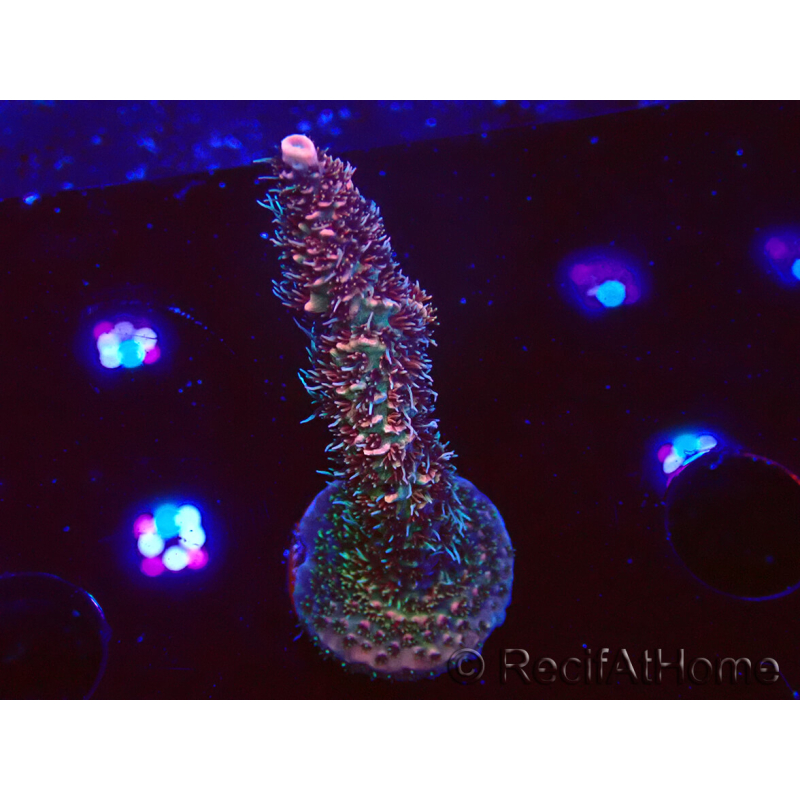 WYSIWYG RAH Acropora millepora Hairy Fairy 5K8