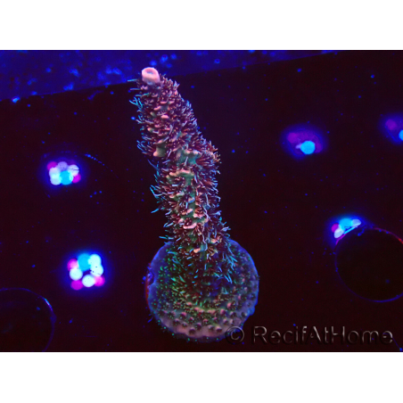 WYSIWYG RAH Acropora millepora Hairy Fairy 5K8