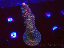 WYSIWYG RAH Acropora millepora Hairy Fairy 5K