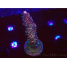 WYSIWYG RAH Acropora millepora Hairy Fairy 5K