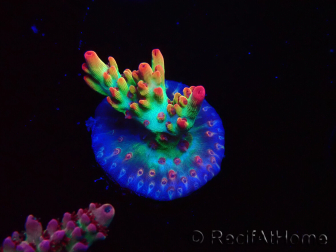 WYSIWYG RAH Acropora microclados Strawberry Shortcake 5P