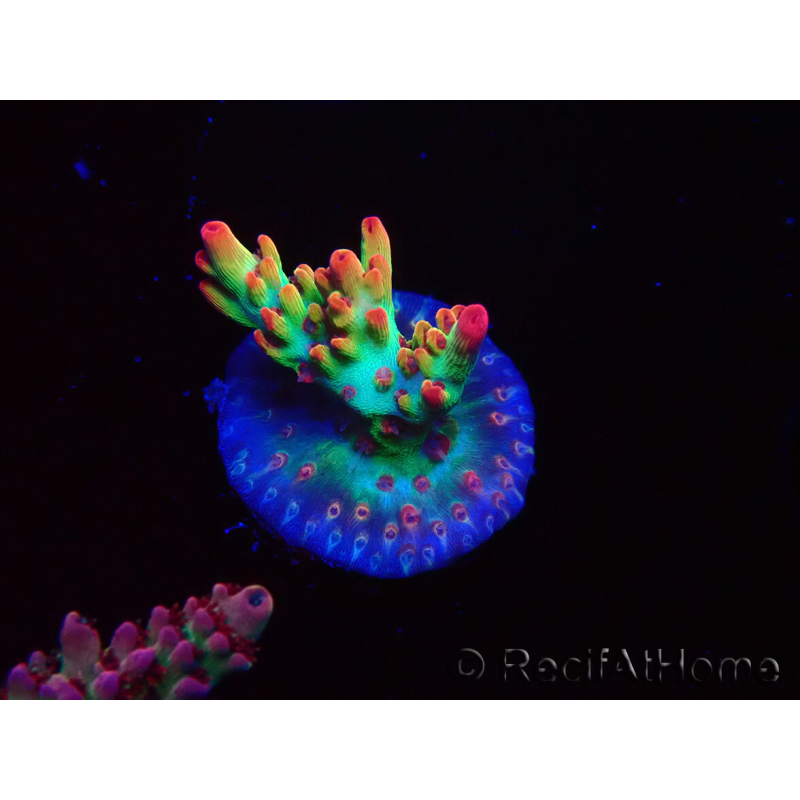 WYSIWYG RAH Acropora microclados Strawberry Shortcake 5P