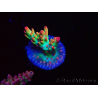 WYSIWYG RAH Acropora microclados Strawberry Shortcake 5P