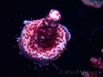 WYSIWYG MH Acropora Red Robin 5R1