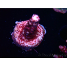 WYSIWYG MH Acropora Red Robin 5R1