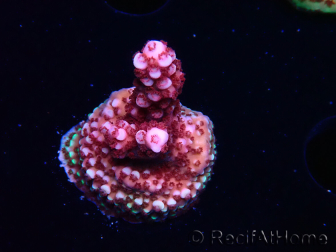 WYSIWYG MH Acropora Red Robin 5A7