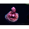 WYSIWYG MH Acropora Red Robin 5R3