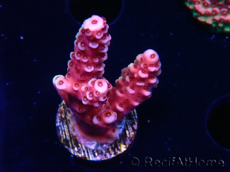 WYSIWYG MH Acropora Red Robin 5A8