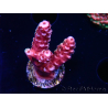 WYSIWYG MH Acropora Red Robin 5R2
