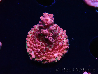 WYSIWYG RAH Acropora hyacinthus Pink Planet 5B9