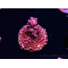 WYSIWYG RAH Acropora hyacinthus Pink Planet 5B9