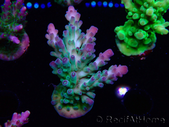 WYSIWYG RAH Acropora austera teal 5F8