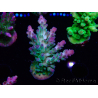 WYSIWYG RAH Acropora austera teal 5F8