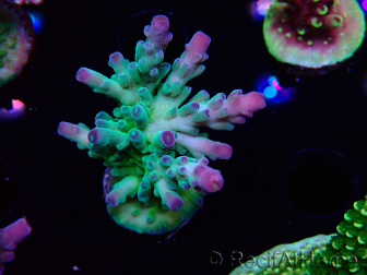 WYSIWYG RAH Acropora austera teal 5X4