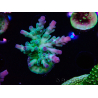 WYSIWYG RAH Acropora austera teal 5X4