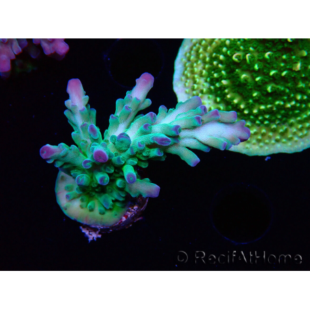 WYSIWYG RAH Acropora austera teal 5X4