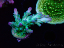 WYSIWYG RAH Acropora austera teal 5X4