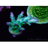 WYSIWYG RAH Acropora austera teal 5X4