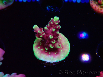 WYSIWYG RAH Acropora Helionis 5G