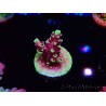 WYSIWYG RAH Acropora Helionis 5G