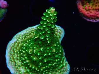 WYSIWYG RAH Acropora abrotanoides Pink Tips 5