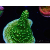 WYSIWYG RAH Acropora abrotanoides Pink Tips 5