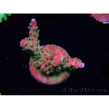 WYSIWYG FF Acropora Skittles Bomb 5G