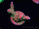 WYSIWYG FF Acropora Skittles Bomb 5G