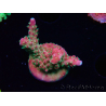 WYSIWYG FF Acropora Skittles Bomb 5G