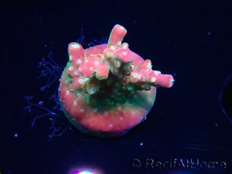 WYSIWYG FF Acropora Skittles Bomb 5H8