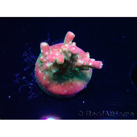 WYSIWYG FF Acropora Skittles Bomb 5G