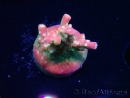 WYSIWYG FF Acropora Skittles Bomb 5G