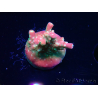 WYSIWYG FF Acropora Skittles Bomb 5G