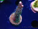 WYSIWYG RAH Acropora millepora Hairy Fairy 5K