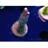 WYSIWYG RAH Acropora millepora Hairy Fairy 5K6