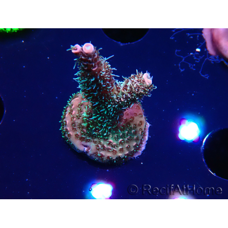 WYSIWYG RAH Acropora millepora Hairy Fairy 5K