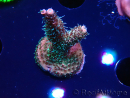 WYSIWYG RAH Acropora millepora Hairy Fairy 5K7