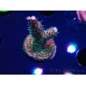 WYSIWYG RAH Acropora millepora Hairy Fairy 5K7