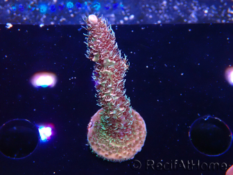 WYSIWYG RAH Acropora millepora Hairy Fairy 5K8