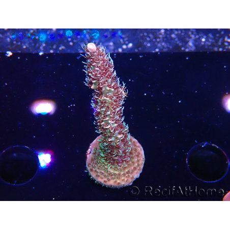 WYSIWYG RAH Acropora millepora Hairy Fairy 5K