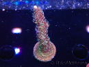 WYSIWYG RAH Acropora millepora Hairy Fairy 5K