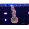 WYSIWYG RAH Acropora millepora Hairy Fairy 5K8