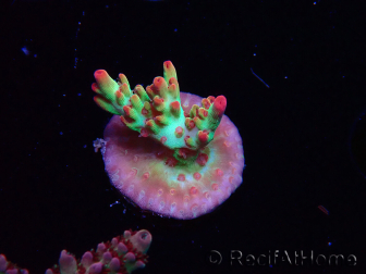 WYSIWYG RAH Acropora microclados Strawberry Shortcake 5P