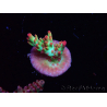 WYSIWYG RAH Acropora microclados Strawberry Shortcake 5P