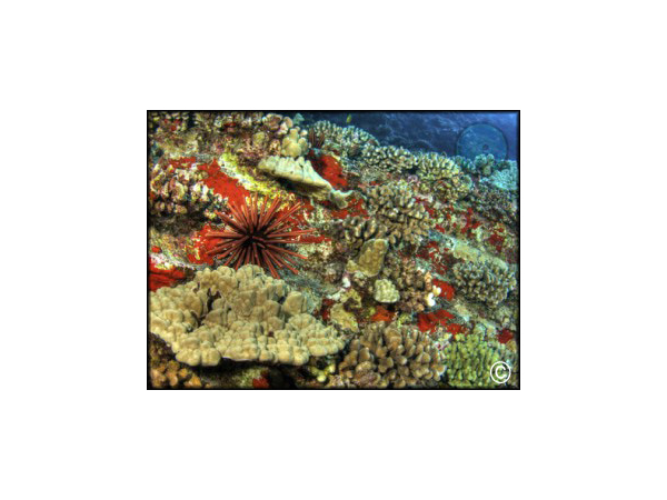 Eucidaris tribuloides