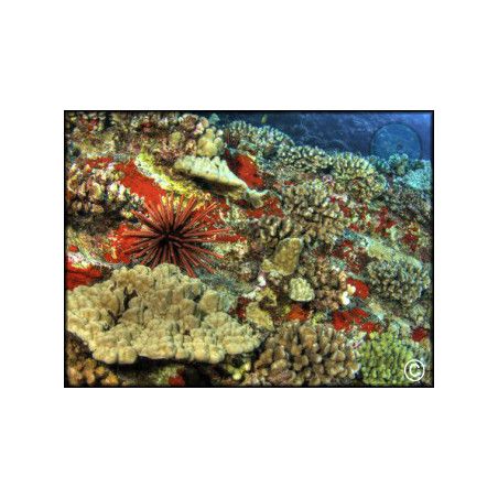 Eucidaris tribuloides