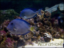 Acanthurus coeruleus
