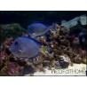 Acanthurus coeruleus