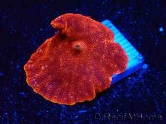 WYSIWYG - Platyzoanthus mussoides 13R1
