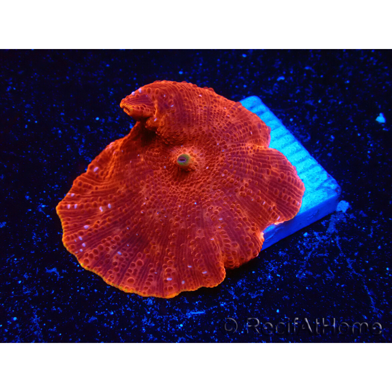 WYSIWYG - Platyzoanthus mussoides 13R1